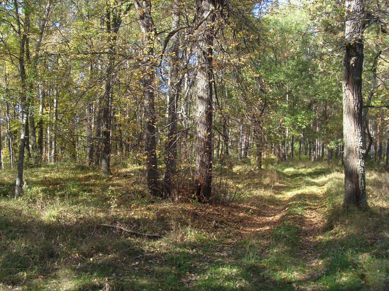 ������������ ��������