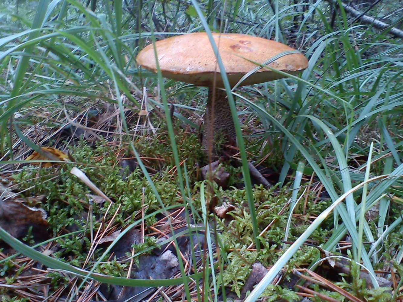 ����������� ������, ���