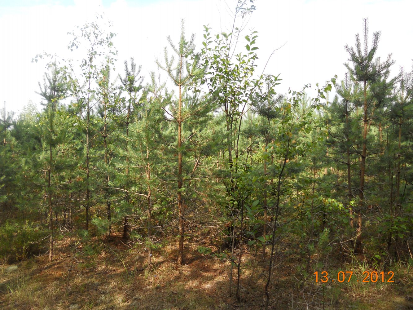 �������� ����