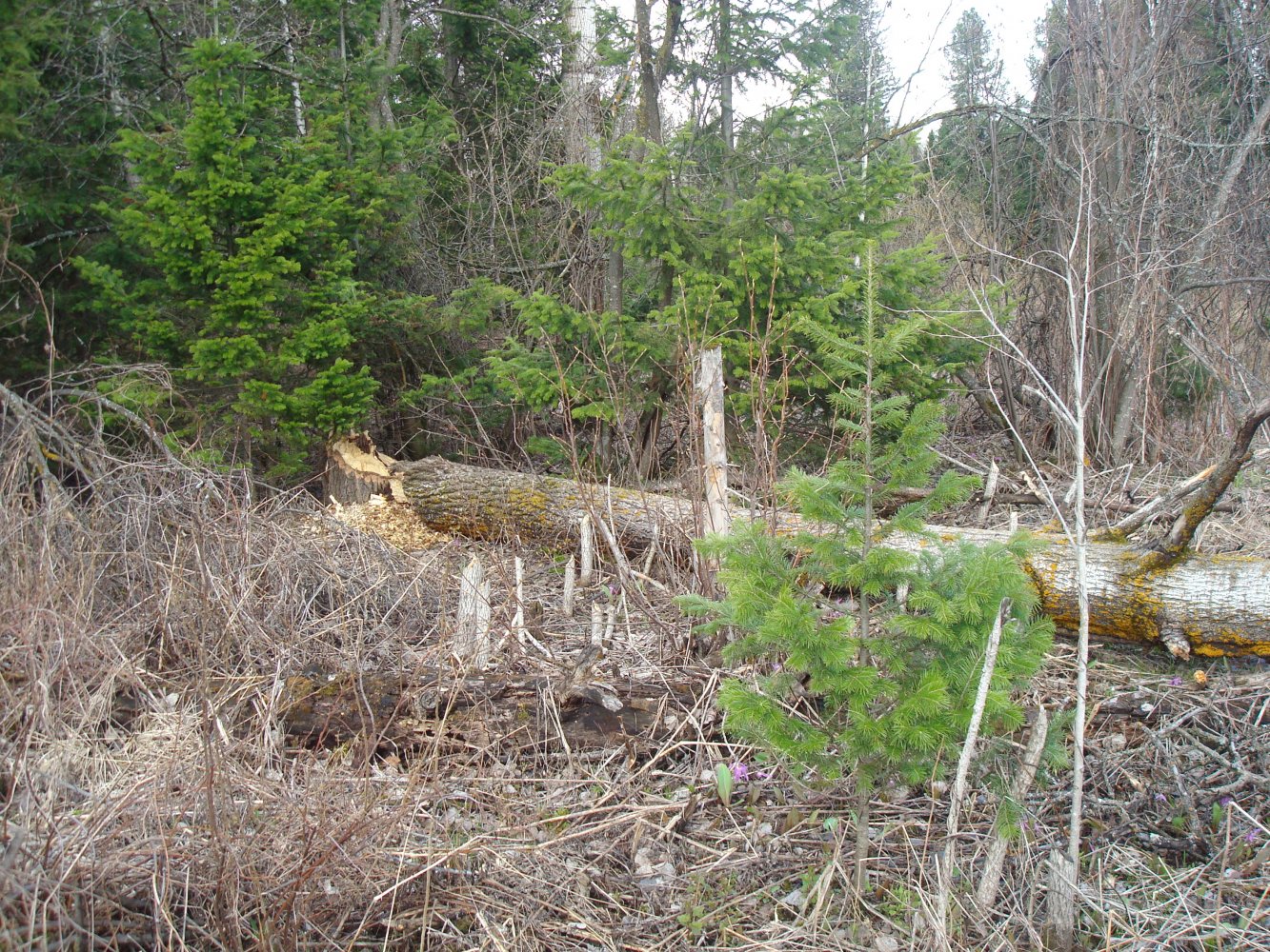 ����� �����������