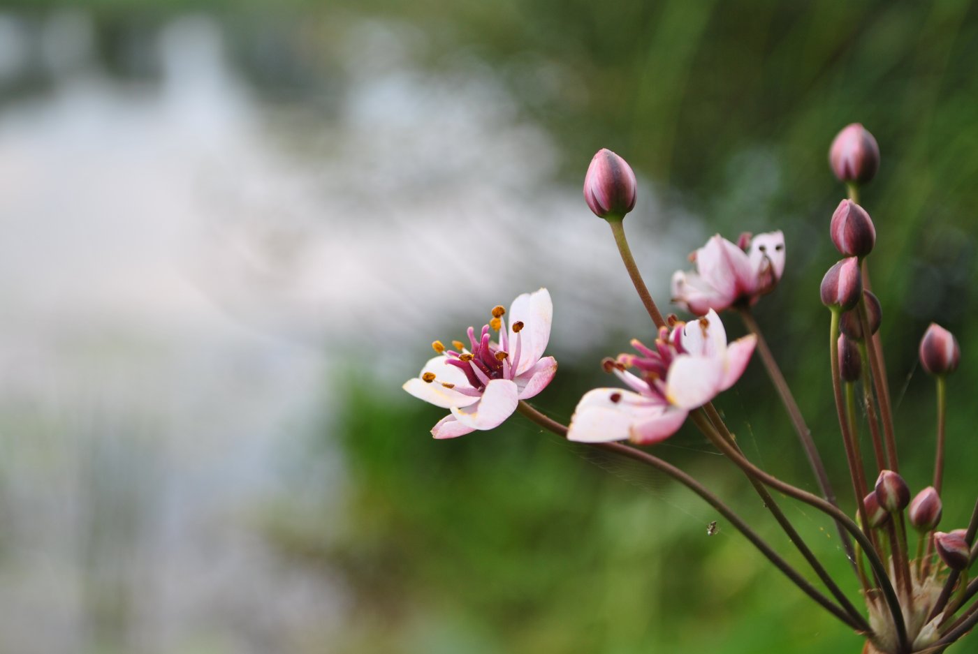 �� �������, �����