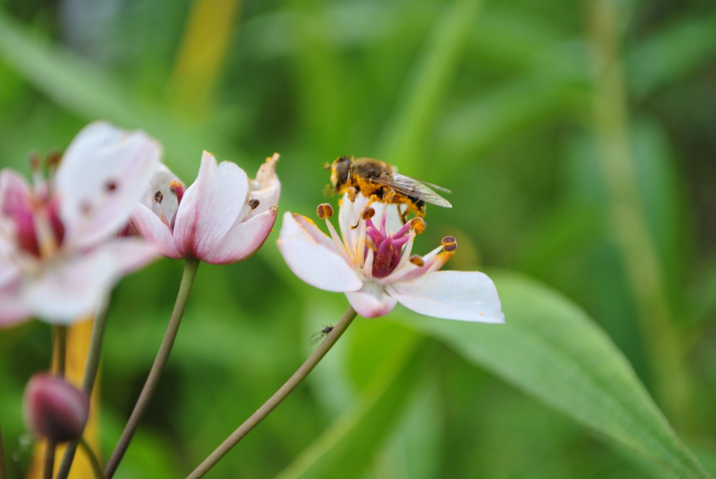 �� �������, �����