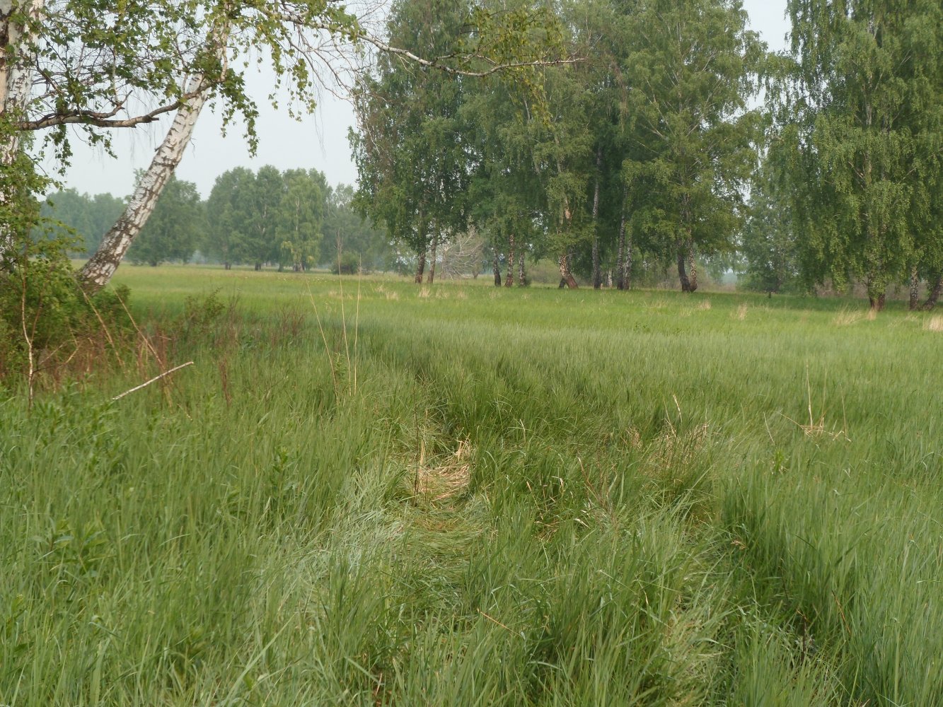 ���� ����� 